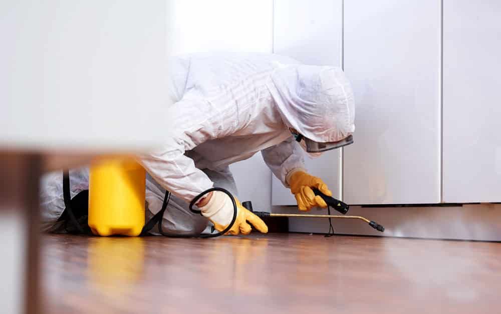 الشركة الالمانية لمكافحة الحشرات فى بورسعيد