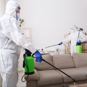 شركة رش حشرات فى الاسماعلية