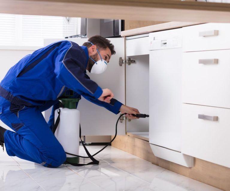 شركة لرش المنازل من الحشرات فى التجمع الخامس