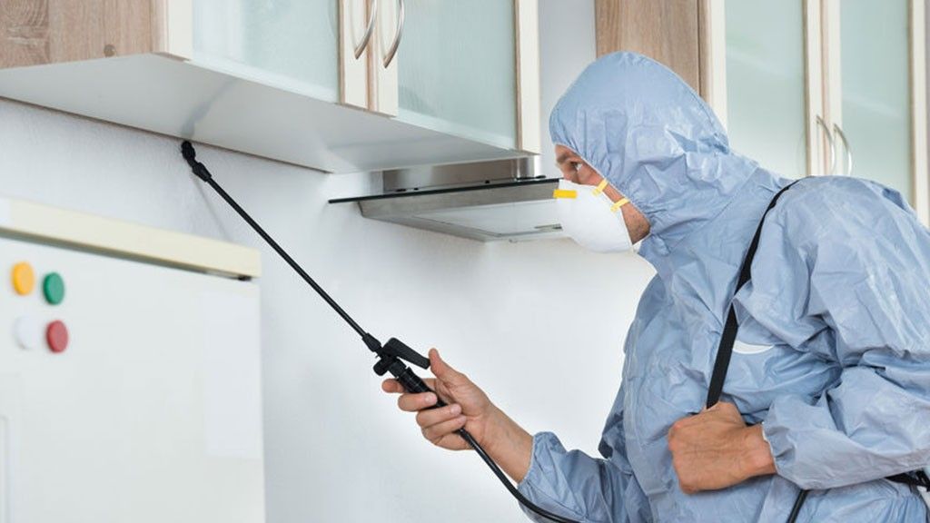 أفضل شركة ابادة حشرات