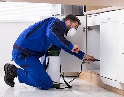 افضل شركة مكافحة حشرات في منيا القمح