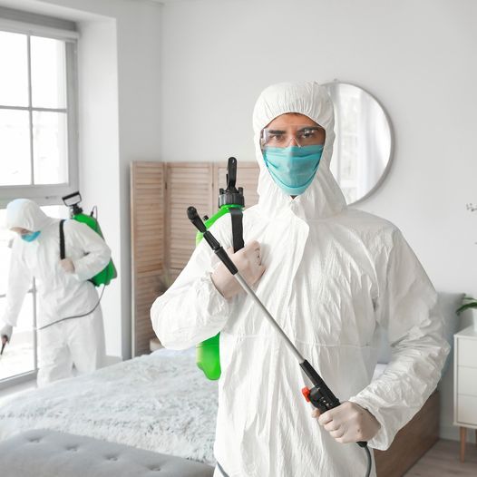 شركات الحشرات في الخليفة