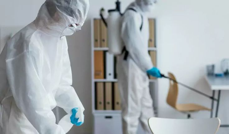 شركات الحشرات في السيدة زينب