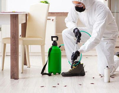 شركات الحشرات في باب الشعرية