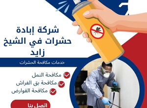 شركة إبادة حشرات في الشيخ زايد