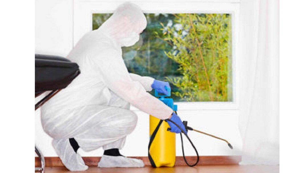 شركة ابادة الحشرات فى العبور