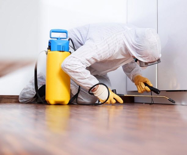 شركة تنظيف حشرات في الزمالك