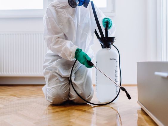 مبيد حشرات في الزمالك