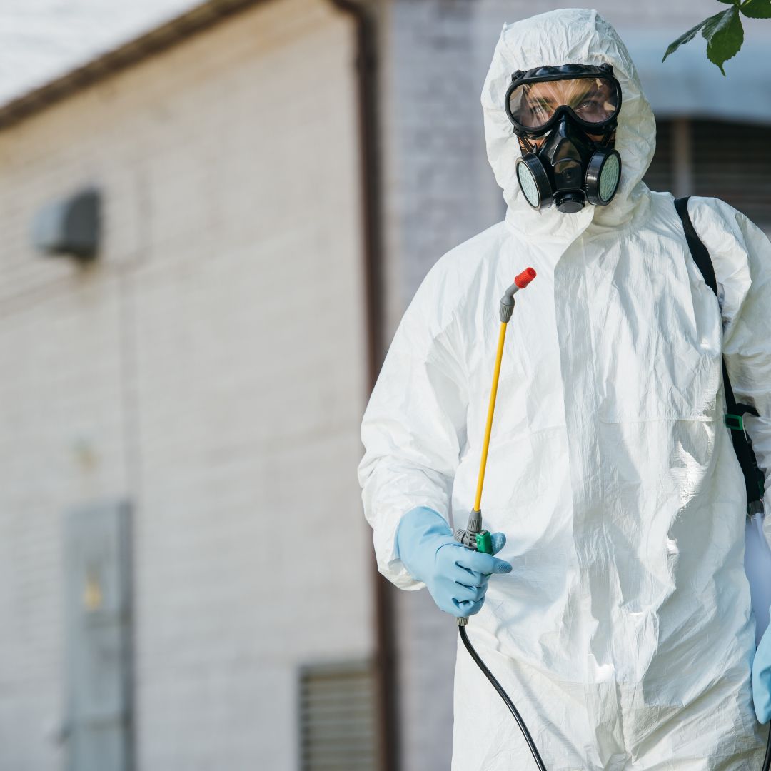 الشركة الالمانية لمكافحة الحشرات في  اكتوبر  