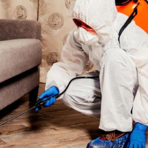 الشركة الالمانية لمكافحة الحشرات في زهراء المعادي