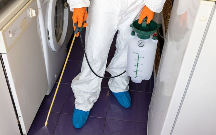 احسن شركات ابادة الحشرات