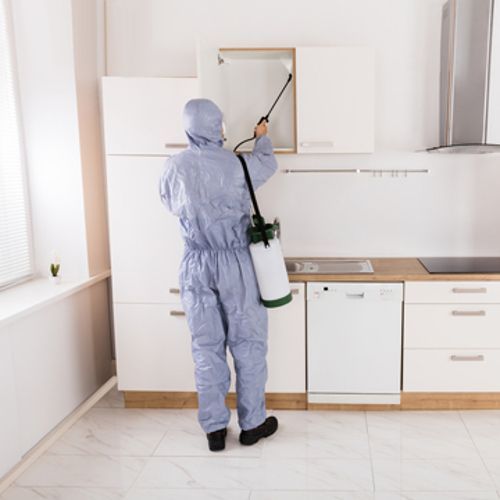 احسن شركات مكافحة حشرات 7 احسن شركات مكافحة حشرات