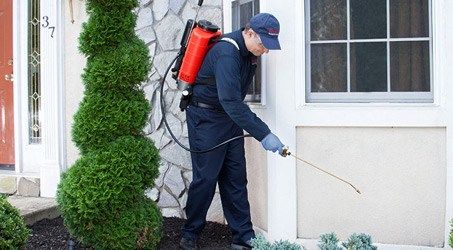 ارخص شركة ابادة حشرات