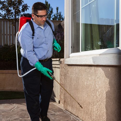 شركات الحشرات